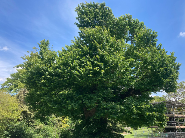 Photograph of an elm tree in Preston Park Brighton