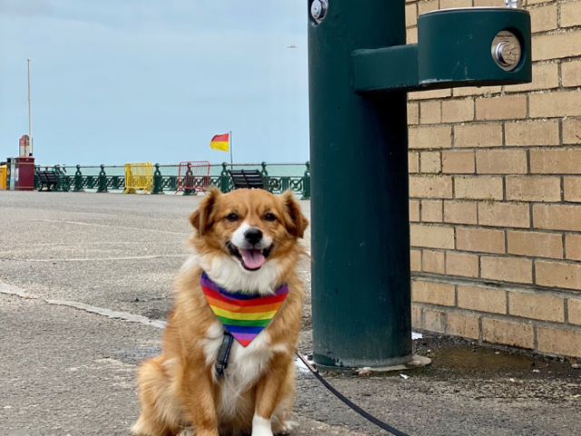 Picture of  a dog sitting next to a seafront water fountain