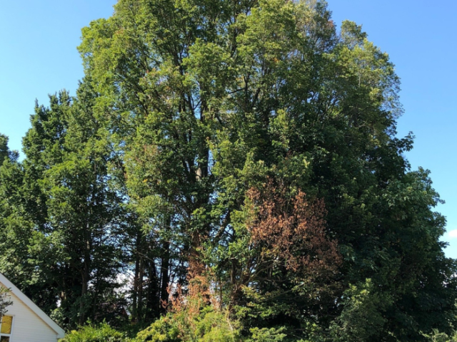 Photograph of an elm tree in Patcham infected with elm disease 