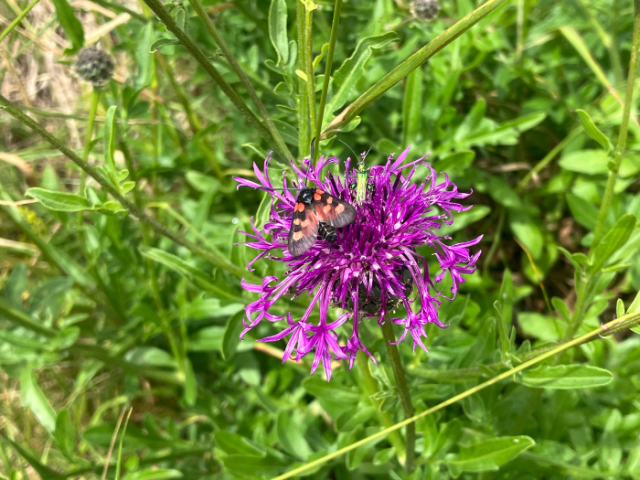 Picture of a butterfly on a purple thistle flower