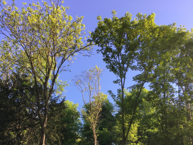 Photo of ash trees in Brighton & Hove infected with ash dieback 
