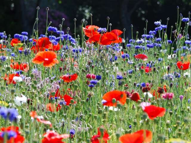 Wildflowers