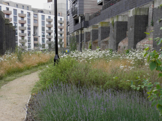 In the foreground a gravel path on the left of the picture bends to the right past a black street light pole to run alongside a modern building. Ahead you can see another modern white block of flats with balconies. Either side of the path are banks of blue and white wild flower planting 