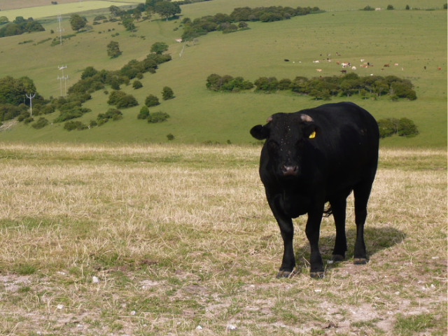 Picture of a cow grazing on the Sussex downland