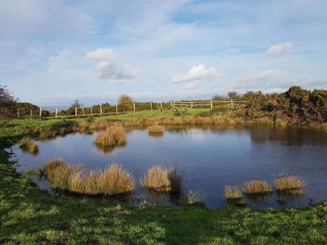 Dewpond on the Sussex Downs, showing grasses growing in the water and fields beyond.