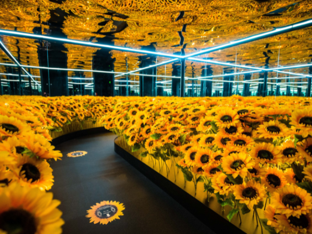 Sunflowers at the Van Gogh Alive exhibition