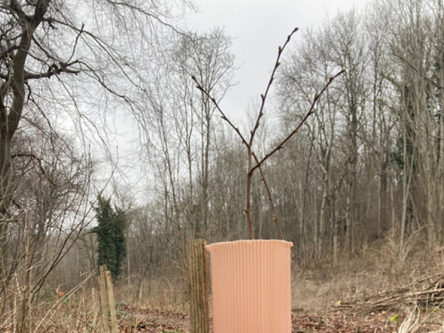 Photograph of a young tree planted in Coldean Wood.