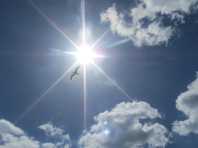 Photo of the sky with clouds and the sun and a seagull