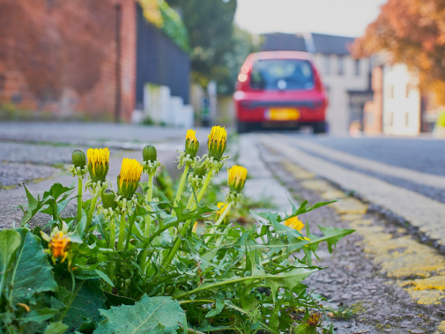 Photograph of dandelions on a street with a car in the background.