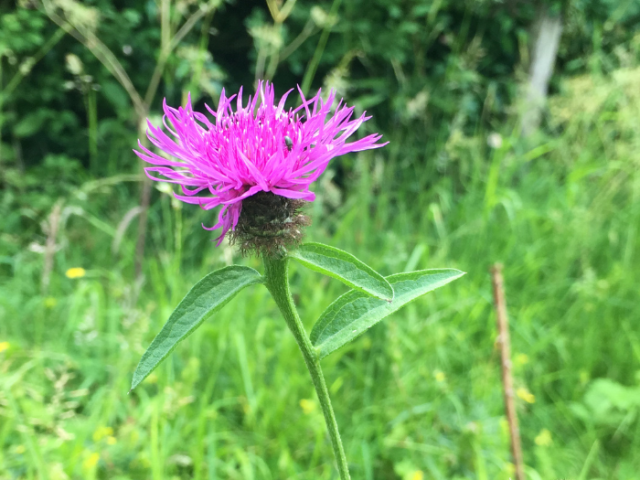 A photo of common knapweed