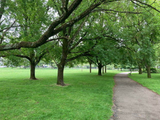 Photo of trees and a path in Blakers Park, Brighton