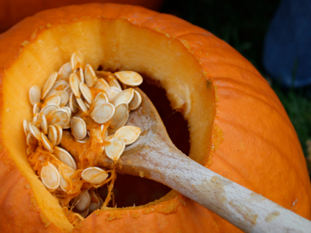Photograph of a wooden spoon scooping out the flesh of a large pumpkin.
