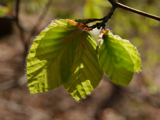 Picture of an elm leaf
