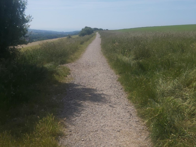 A picture of a stone path with grass either side and a tree