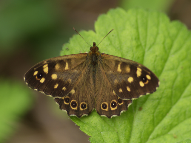 Speckled-Wood butterfly - credit: Neil Jenkins