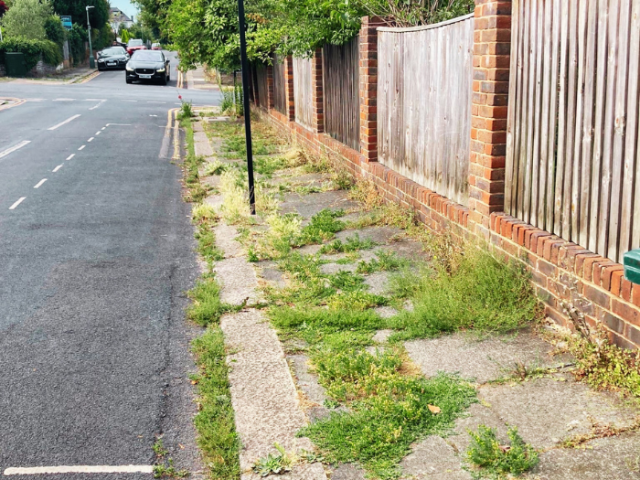 A photo of weeds on a pavement
