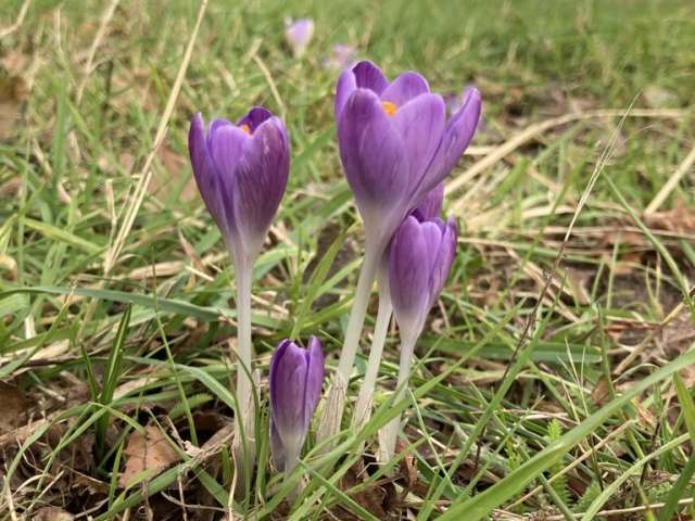 Purple crocus, three flowers coming up in the grass on Surrenden Road, Brighton