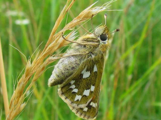 Silver spotted skipper butterfly on an ear of wheat