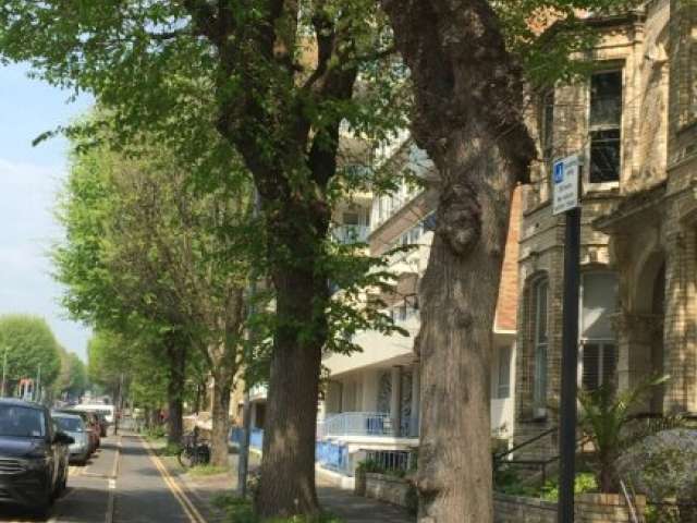 Trees in leaf lining The Drive, Hove, with cycle lane next to them and road beyond