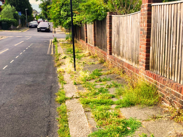 Pavement heavily covered in weeds.