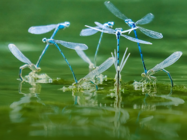 blue dragonflies on water