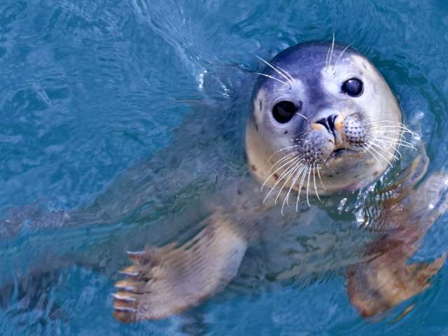 grey seal splashing in blue water