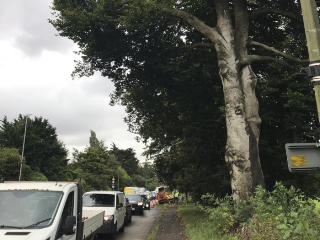 A picture of a beech tree on the side of a road