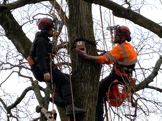 Arborists fixing a bird box to a tree in Queen's Park