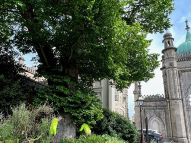 A photo of a tree with two people working at the base of the trunk