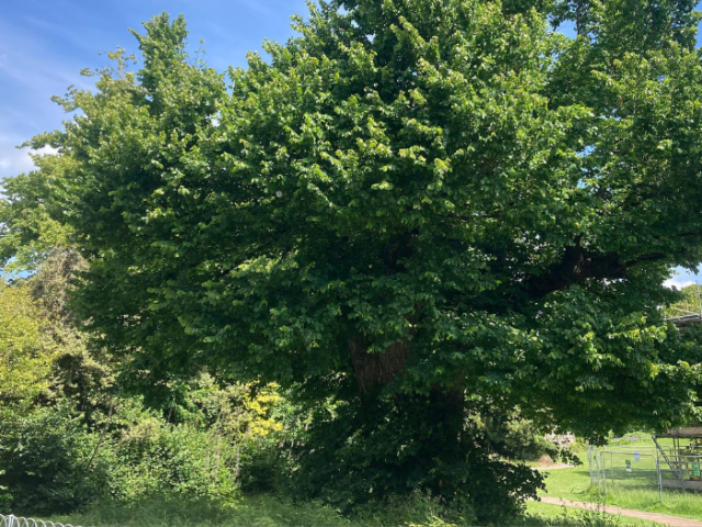 A photo of an elm tree