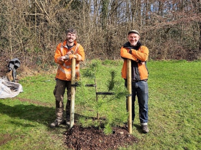 Two people standing either side of a newly planted tree