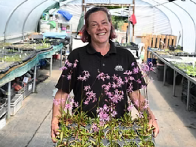 Picture of a volunteer from the Wild Flower Conservation Societyholding a tray of wild flower plants  