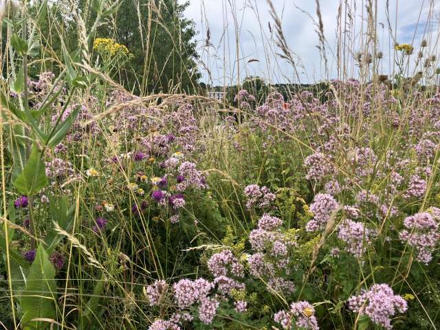 Close up of frothy pink wildflowers on a wildflower bank in Mile Oak