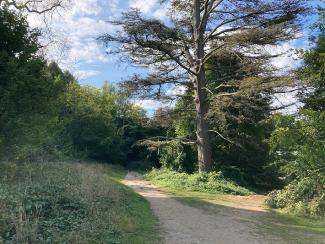 A picture of a tree in some woodland with a forked path at its base