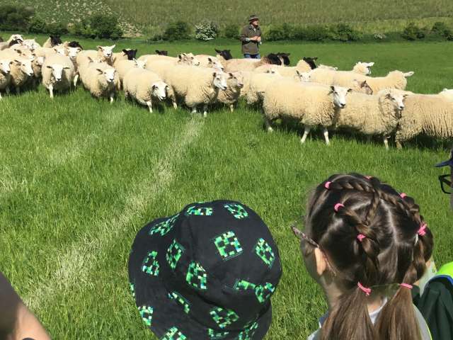 Four primary school children seen from behind watching a flock of sheep moving into a field at Balmer Farm, with farmer Jeremy in the background