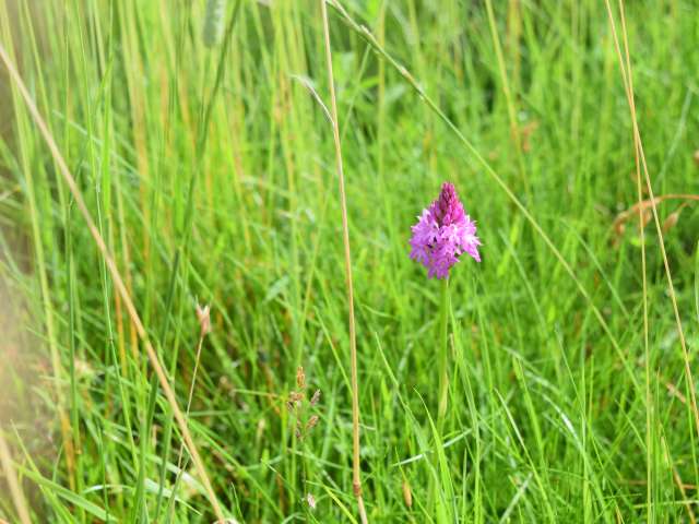 A purple pyramid orchid in grassland on Brighton & Hove land
