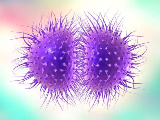 The bacteria which causes meningococcal disease, two round purple balls with stems coming out of them.