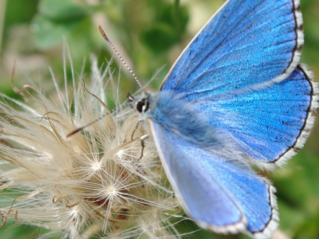 Adonis blue butterfly resting on a fluffy dandelion seed head