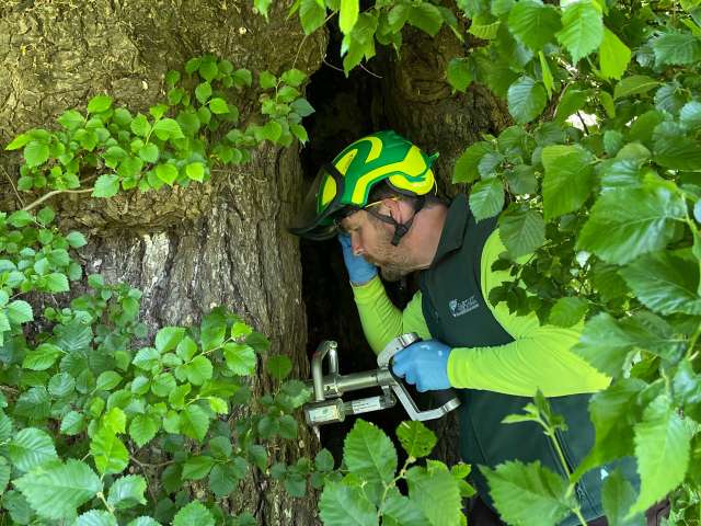 Arboriculturalist in hard hat injecting an elm tree with fungus to help protect it from elm disease