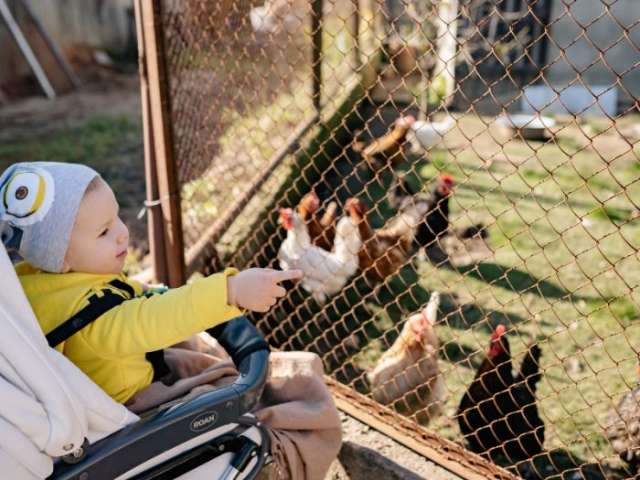 A picture of a child in a pram pointing at chickens in a pen