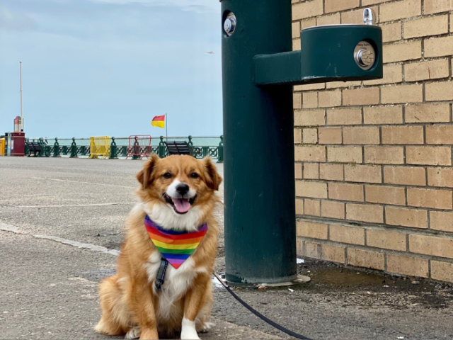 Dog with multi coloured bandana sitting by a water fountain