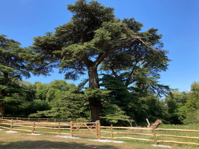 Picture of new rail fencing protecting ancient cedar trees in Stanmer Park