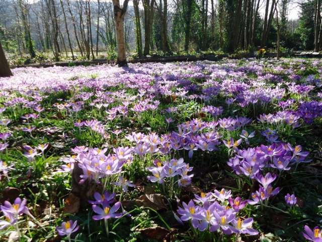 Crocuses at Woodvale