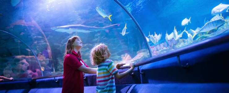 Children looking at fish in an aquarium