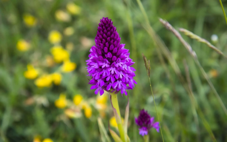 Flowers in the countryside.