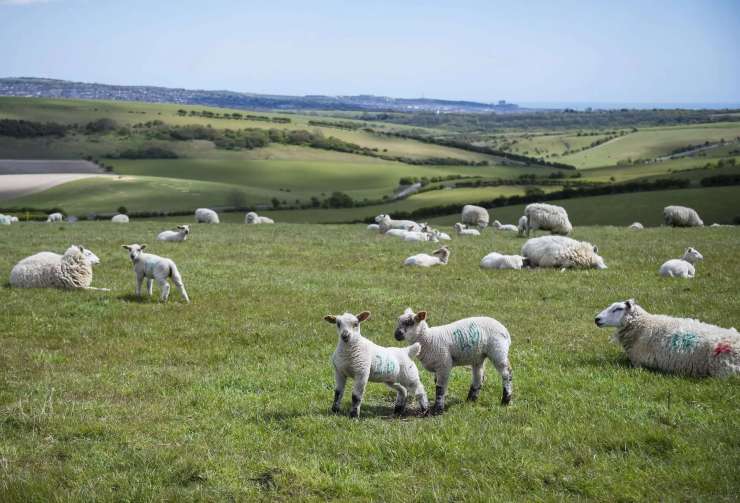 Sheep in a field in the countryside