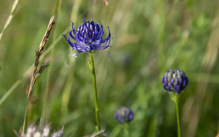 Flowers in the countryside.