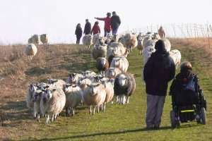 sheeponbeaconhillwithwalkers